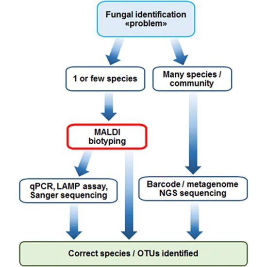 MALDI TOF: MS Mold Identification